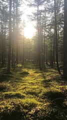 Fototapeta premium Golden rays of sunlight dance through tall, graceful trees, casting gentle shadows on the lush green moss below. A serene and inviting path winds through the forest, encouraging exploration