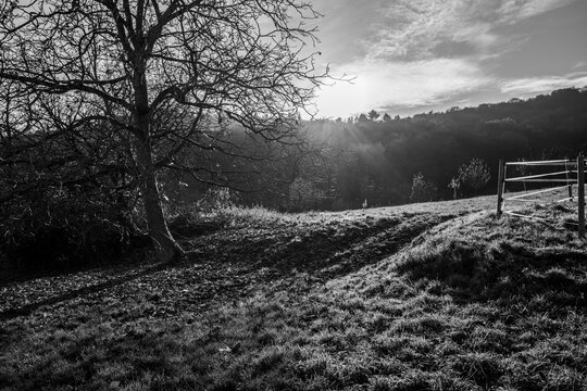 A leafless tree stands in a sunlit field, its branches reaching towards a tranquil landscape. The scene is peaceful and serene.