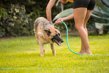 Young woman washing a big dog with garden hose outdoors