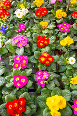 Garden works in spring, multicolored primula flowers close up