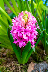 Blossom of aromatic spring flower hyacinth, nature background