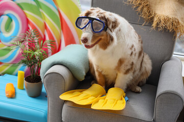 Cute Australian Shepherd dog with snorkeling mask and flippers in armchair at home. Travel concept © Pixel-Shot