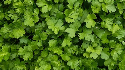27. A beautiful assortment of fresh herbs like parsley, cilantro, and mint, rich in antioxidants for overall health