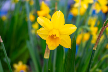 Blossoming of spring yellow daffodils flowers in park, spring season