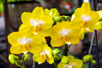 Cultivation of colorful tropical flowering plants orchid family Orchidaceae in Dutch greenhouse for trade and worldwide export, blossom of flowers