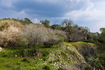 .Fruit-bearing almond trees, winter landscape on Mount Tabor. Everything is green near the ruins by the Church of the Transfiguration.