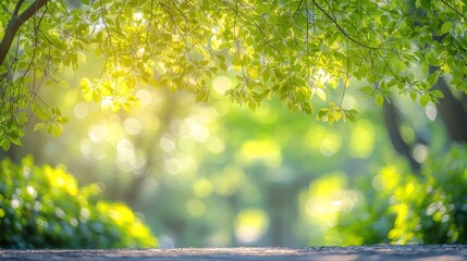 Obraz premium Sunlight streams through leaves, creating a tranquil atmosphere in a lush green park during midday