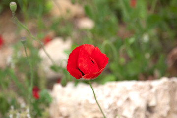 Poppy convex close-up