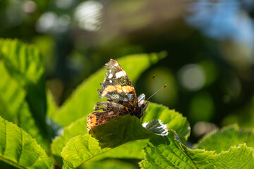 Magnifique papillon sur une feuille 