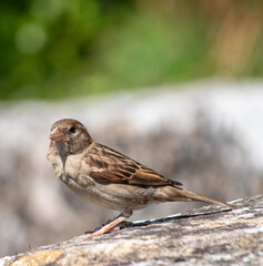 tel un oiseau posé sur un pont