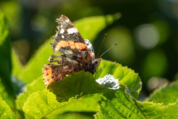 Magnifique papillon sur une feuille 