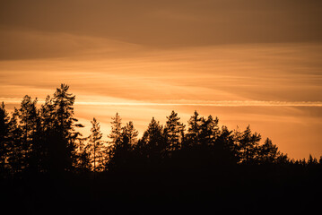Obraz premium Sunset coloured sky behind a silhouette of a coniferous tree in the forests of Finland