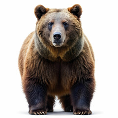 Fototapeta premium grizzly bear on white background