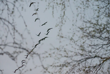 A formation of migrating birds on a spring evening in the forests of Finland