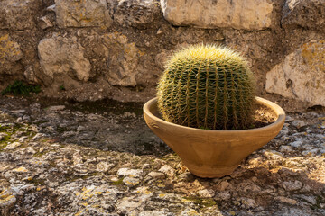 .Golden barrel cactus in a clay pot decorates a Mediterranean terrace.