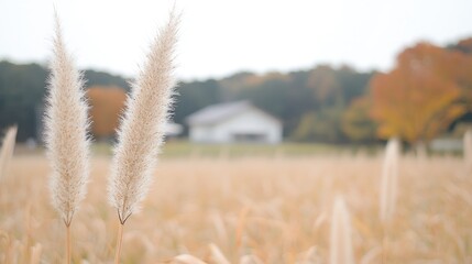 Fototapeta premium Autumnal pampas grass field, house background, nature scene, peaceful landscape, ideal for fall themed designs