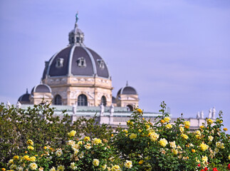 Yellow Roses garden in Volksgarten Vienna Austria,spring season