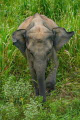 Wild elephants in the Hurulu Eco Park, Habarana, Sri Lanka, Asia. Female elephant with cub in the...