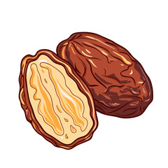 Dates fruits isolated on white background
