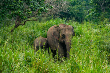Obraz premium Wild elephants in the Hurulu Eco Park, Habarana, Sri Lanka, Asia. Female elephant with cub in the jungle. Wild Elephant Safari