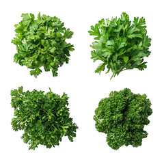 Obraz premium Four Varieties of Fresh Herbs Isolated on White Background - Aesthetic Arrangement for Culinary Uses