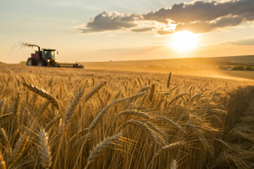 Obraz premium Golden Wheat Field at Sunset with a Tractor Harvesting