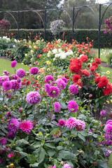 Beautiful flowerbed in the garden, botanical park.