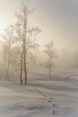 walking on the snow capped mountains at a sunny and foggy winter day