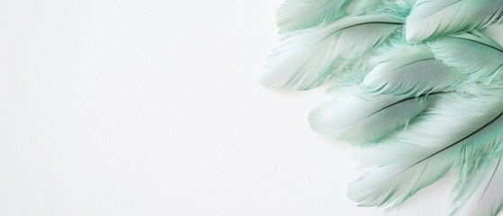 Naklejka premium Soft, pale green feathers arranged on a white background. A delicate and airy image, perfect for adding a touch of elegance to your designs.