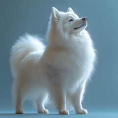 Fototapeta premium Fluffy white dog studio portrait, gazing up, blue backdrop, pet advertising