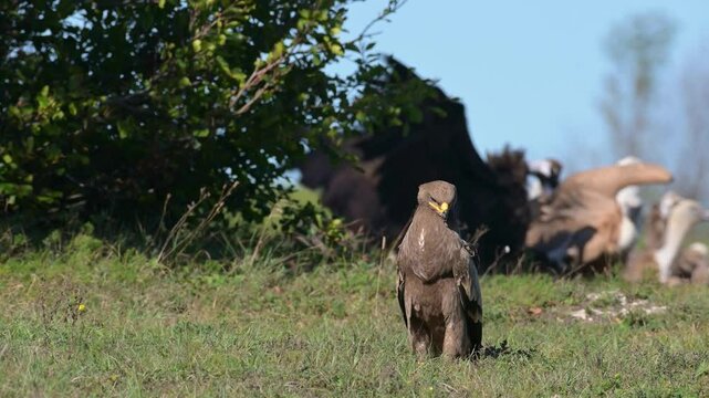 Steppe Eagle Aquila nipalensis sitting in the grass, vultures in background. Wildlife scene from nature. Slow motion. Close-up. 4K.