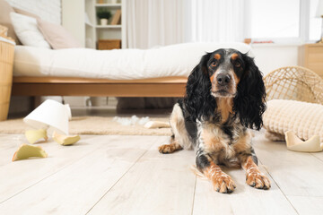 Naughty cocker spaniel with broken things lying on floor in messy bedroom