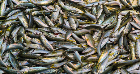 Fototapeta premium fresh fish on the market