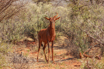 Common tsessebe (Damaliscus lunatus) covered with dry red mud after taking a mud bath, mokala national park, South Africa