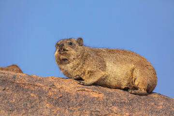 Rock Hyrax (Procavia capensis) lying on rock against blue sky, Augrabies falls national park, South-Africa
