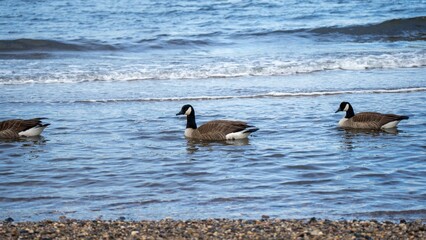 Canadian Geese on a Pebbled Beach