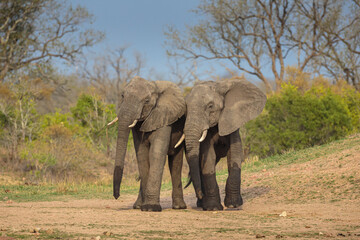 African Elephant (Loxodonta africana); friendly meeting of two bulls