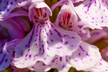 Wild Orchids © Craig