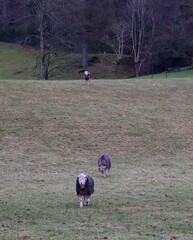 Three Herdwick Sheep moving down a pasture towards the camera.