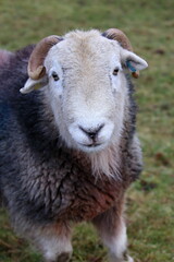Close-up face view of a Herdwick Sheep looking at Camera.