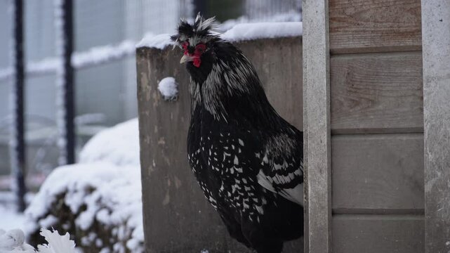 Portrait of White-crested Black Polish cock (Gallus gallus domesticus). A decorative rooster with black feathers came out of a wooden bird house. Zoo and poultry farming. A petting zoo.