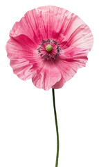 PNG Delicate pink poppy flower isolated