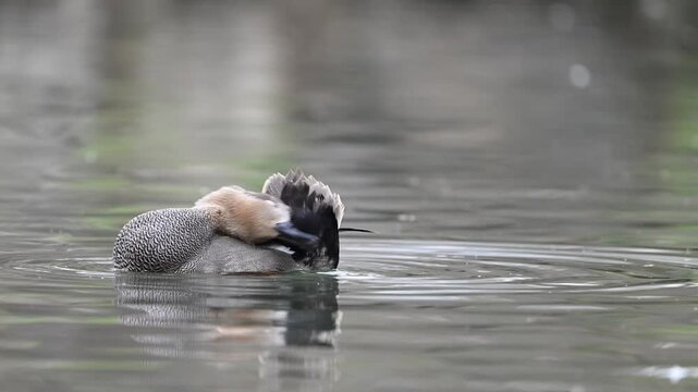 Gadwall Mareca strepera is a common and widespread dabbling duck in the family Anatidae. Close-up. A bird swimming on the lake cleans its feathers. Slow motion.