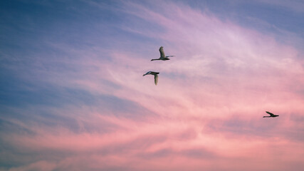 Swan birds flying in the sky on a cloudy sunrise