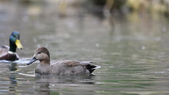 Gadwall Mareca strepera is a common and widespread dabbling duck in the family Anatidae. Close-up. Slow motion.