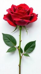 Naklejka premium International Women's Day, Big red rose on white background. Banner, screensaver, holidays, leaflet, beautiful postcard for March 8.
