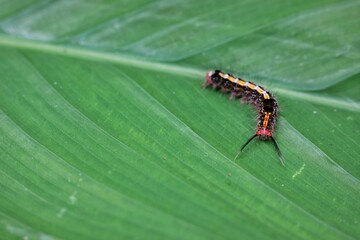 Vibrant Caterpillar Crawling on a Large Bright Green Leaf in Nature