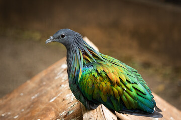 Caloenas nicobarica nicobarica