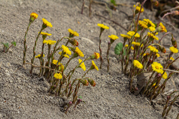 Coltsfoot flower in spring forest, mother and stepmother first flowers. Blooming Tussilago farfara at april
