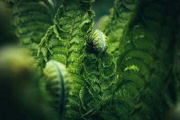 Young green shoot of fern. Polypodiopsida or Polypodiophyta. Spring season. New life. Green curls. Dark leaves art. Nature decor for presentation of natural cosmetics or wallpaper desktop